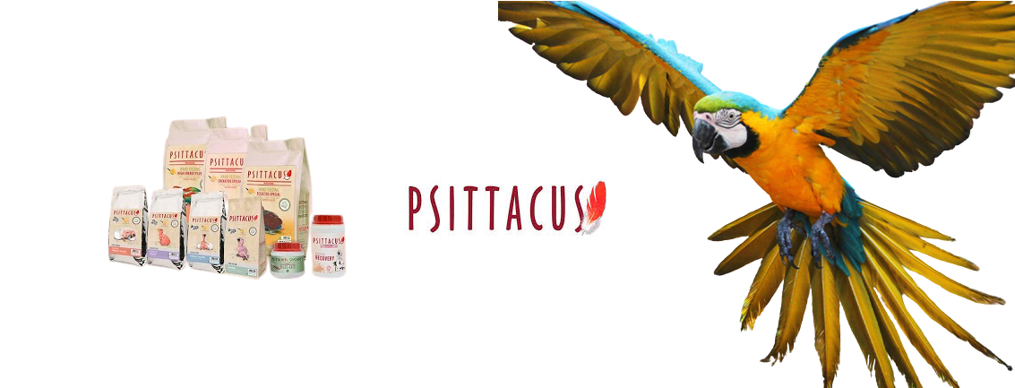 PSITTACUS